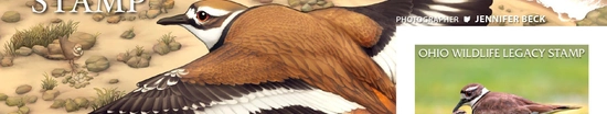 Promotional image for the 2026 Ohio Wildlife Legacy Stamp, featuring a large illustration of a Killdeer bird in flight and an inset photo of the final $15 stamp by photographer Jennifer Beck showing a Killdeer with its chick.
