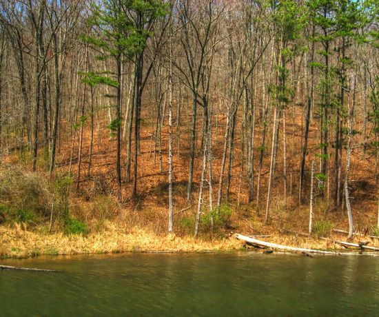 Tall birch trees across a green lake