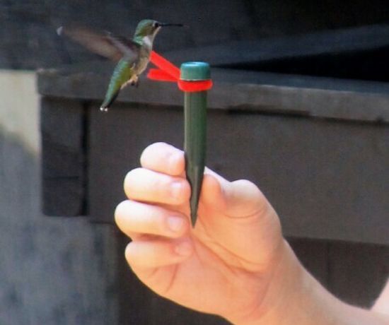 A child holding a green tube, a green humming bird is drinking out of the tube